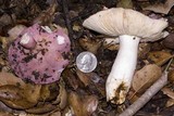 Russula cyanoxantha image