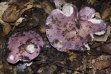 Russula cyanoxantha image