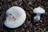 Amanita magniverrucata image