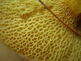 Suillus spraguei image