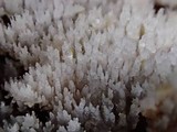 Stypella subgelatinosa image