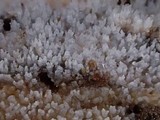 Stypella subgelatinosa image