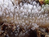 Stypella subgelatinosa image