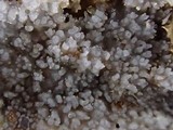 Stypella subgelatinosa image