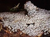 Stypella subgelatinosa image