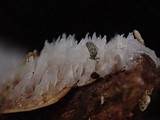 Stypella subgelatinosa image