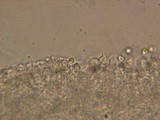 Stypella subgelatinosa image