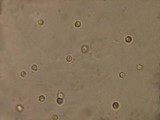 Stypella subgelatinosa image