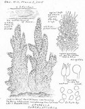 Stypella subgelatinosa image