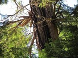 Fomitopsis officinalis image