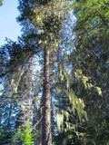 Usnea alpina image