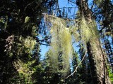 Usnea alpina image