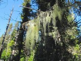 Usnea alpina image