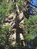 Fomitopsis officinalis image