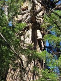 Fomitopsis officinalis image