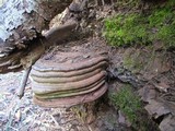 Polyporus annulatus image