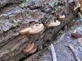 Polyporus annulatus image