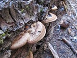 Polyporus annulatus image