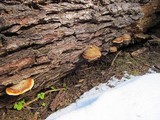 Fomitopsis mounceae image