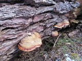Fomitopsis mounceae image