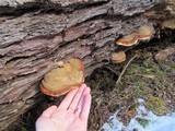 Fomitopsis mounceae image