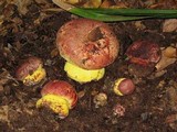 Butyriboletus loyo image