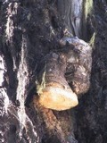 Fomitopsis officinalis image