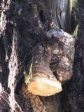 Fomitopsis officinalis image