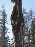 Fomitopsis officinalis image
