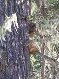 Fomitopsis officinalis image