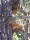 Fomitopsis officinalis image