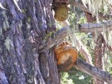 Fomitopsis officinalis image