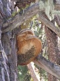Fomitopsis officinalis image