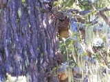 Fomitopsis officinalis image
