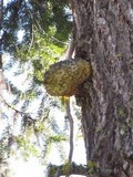 Fomitopsis officinalis image