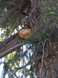 Fomitopsis officinalis image