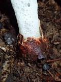 Staheliomyces cinctus image