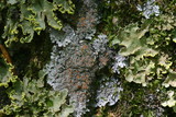 Pannaria tavaresii image