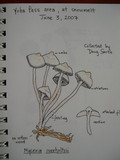 Mycena overholtsii image