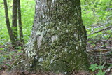 Pannaria tavaresii image