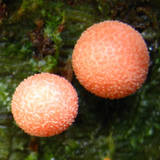 Lycogala epidendrum image