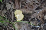 Boletus innixus image