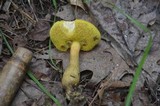 Boletus innixus image