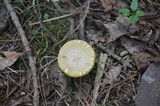 Boletus innixus image