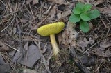 Boletus innixus image