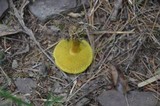 Boletus innixus image