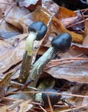 Tolypocladium longisegmentatum image