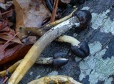 Tolypocladium longisegmentatum image