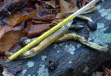 Tolypocladium longisegmentatum image