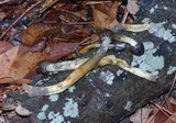 Tolypocladium longisegmentatum image